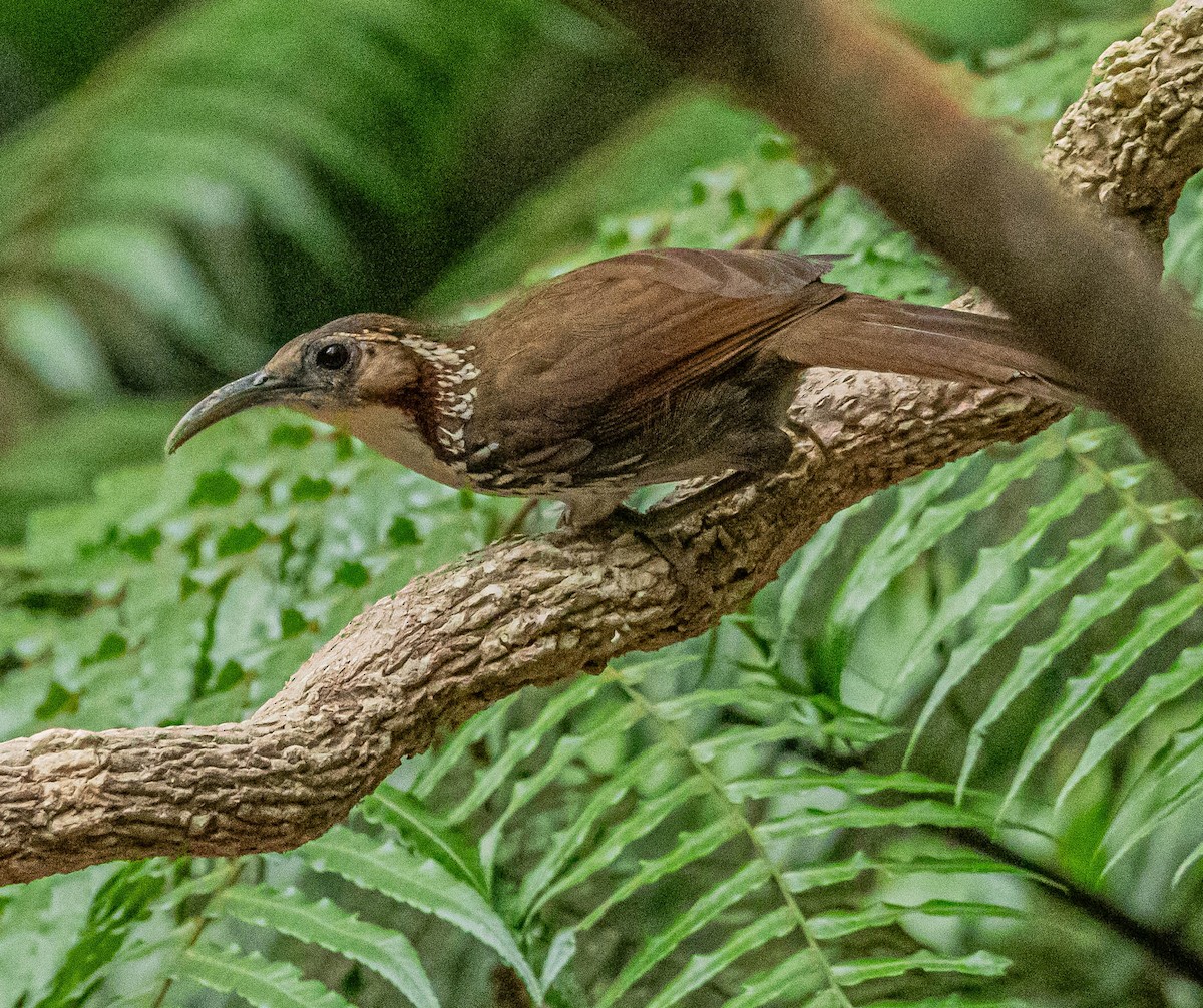 Large Scimitar-Babbler - ML647007515