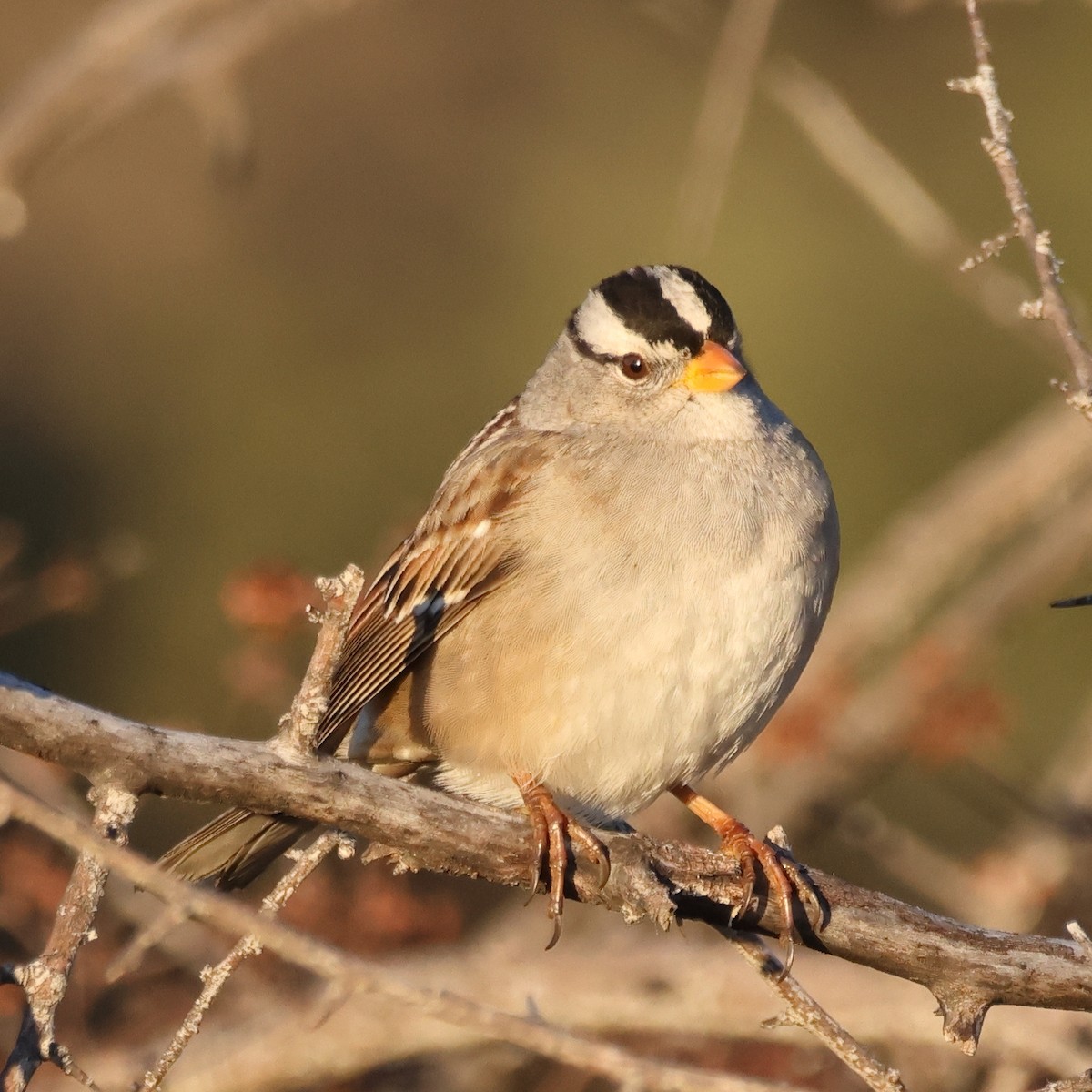 White-crowned Sparrow (Gambel's) - ML647007517