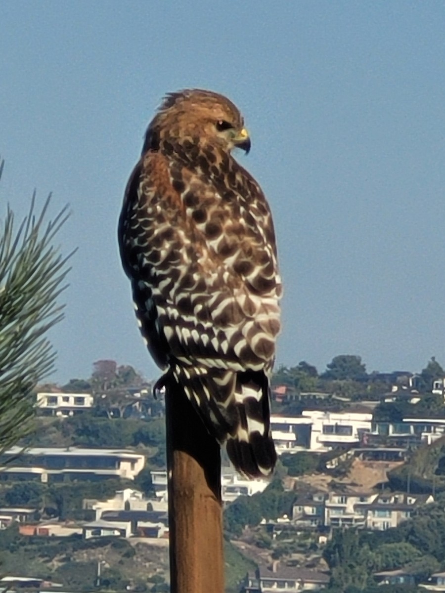Red-shouldered Hawk (elegans) - ML647007519