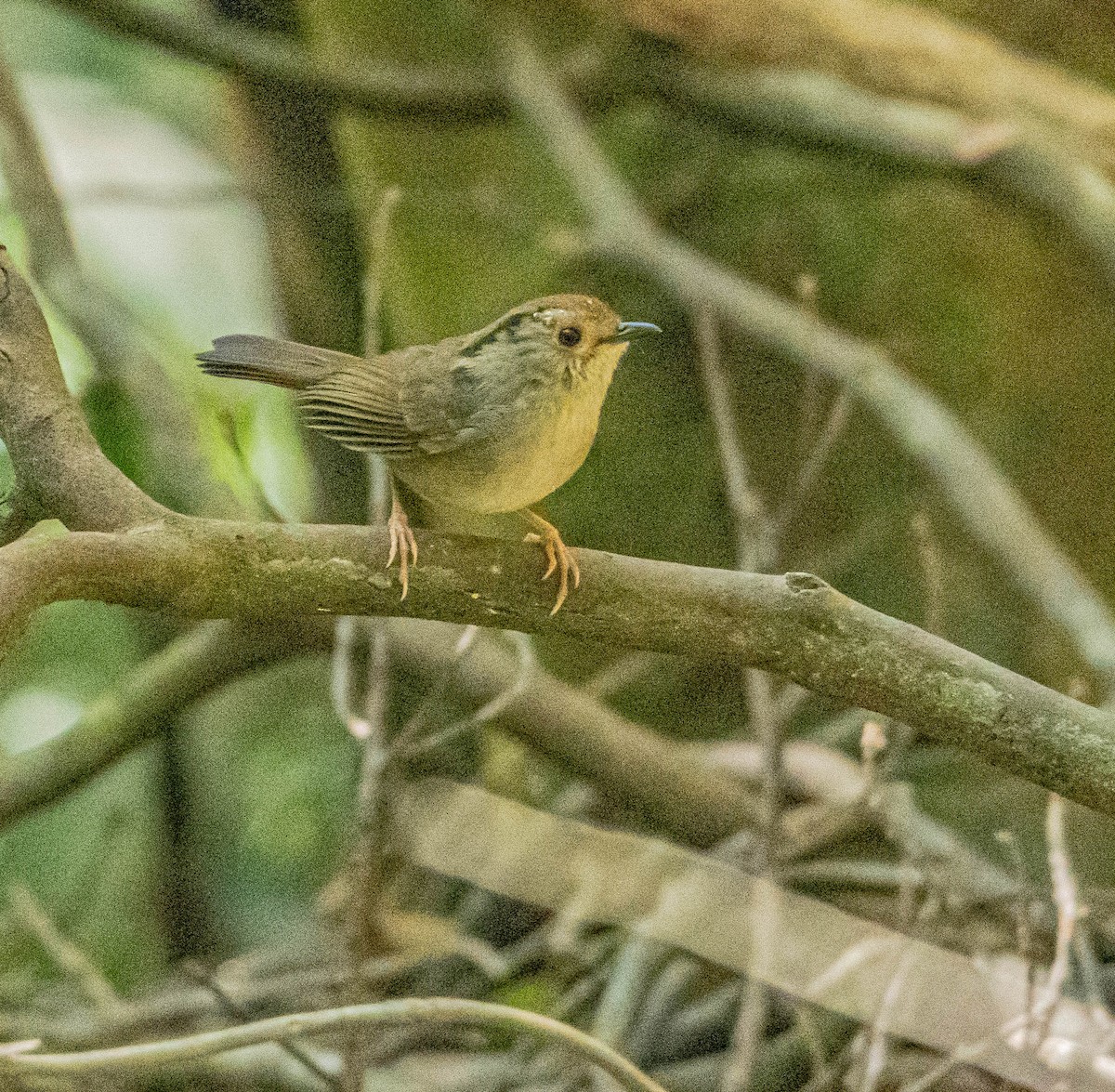 Dusky Fulvetta - ML647007520