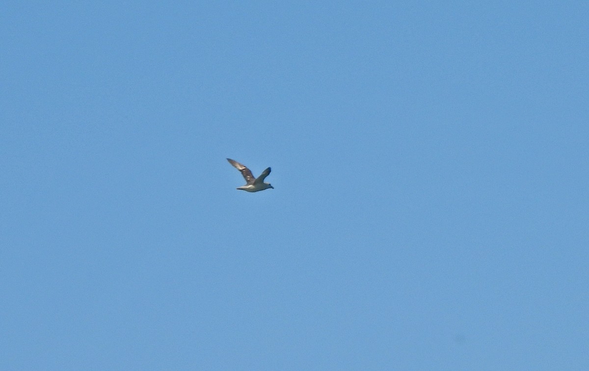 Northern Fulmar - ML647007521