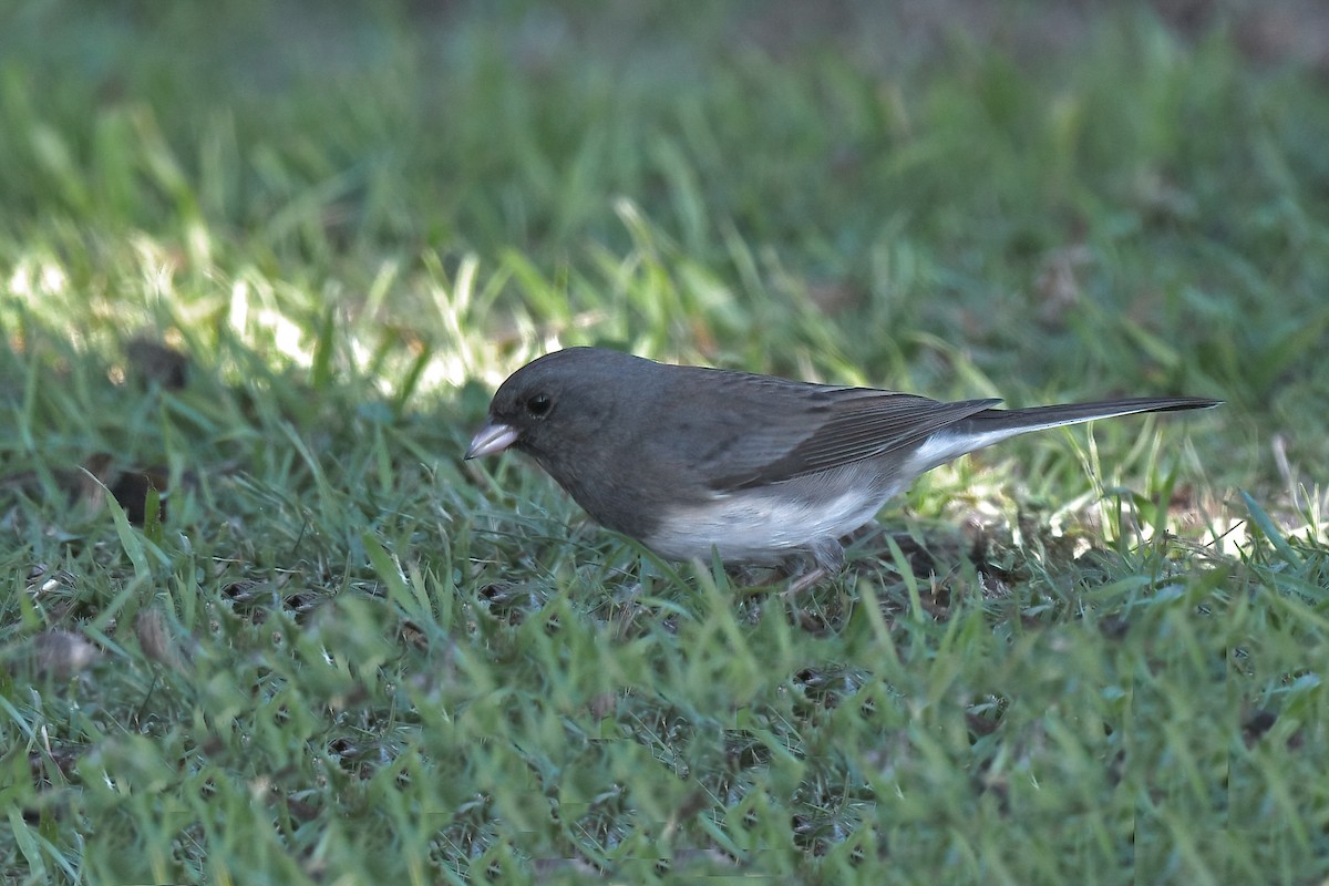 Dark-eyed Junco (Slate-colored) - ML647007523