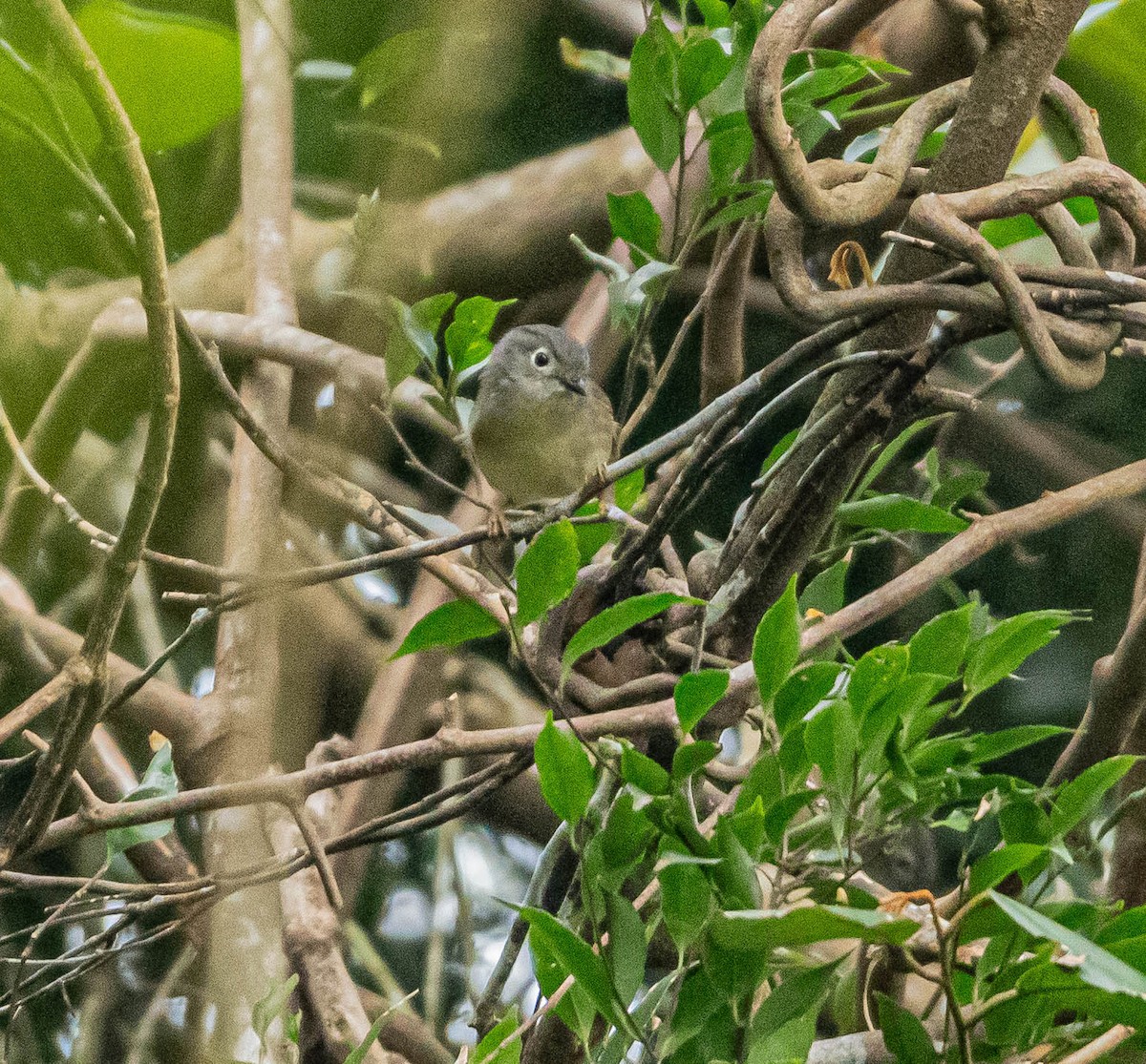 Huet's Fulvetta - ML647007524