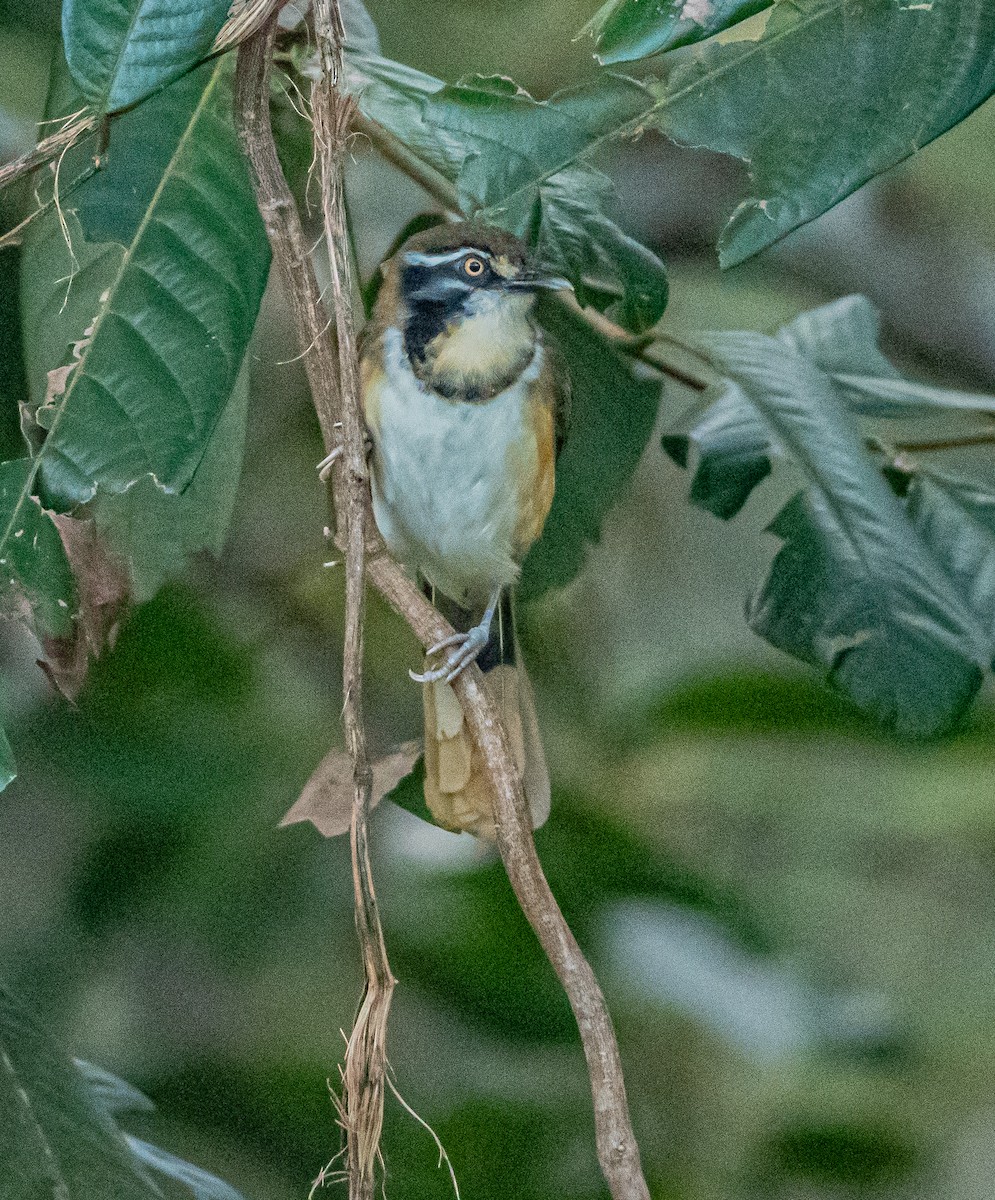Lesser Necklaced Laughingthrush - ML647007527