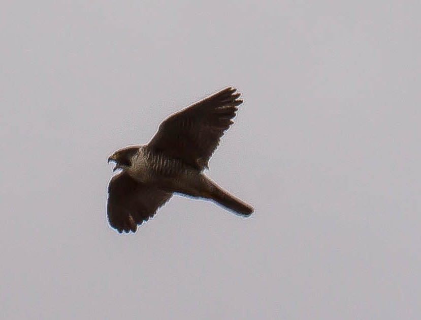 sokol stěhovavý - ML647007528