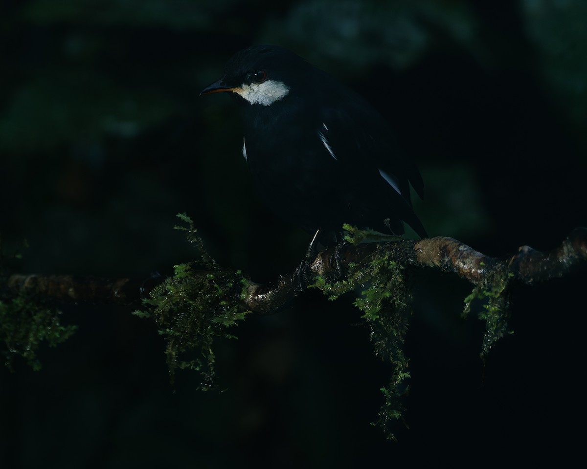 Black Solitaire - ML647007532