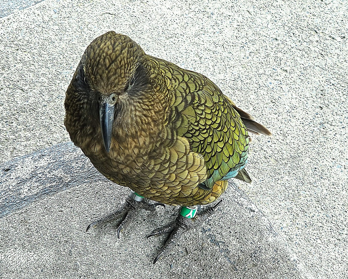 Kea - ML647007536