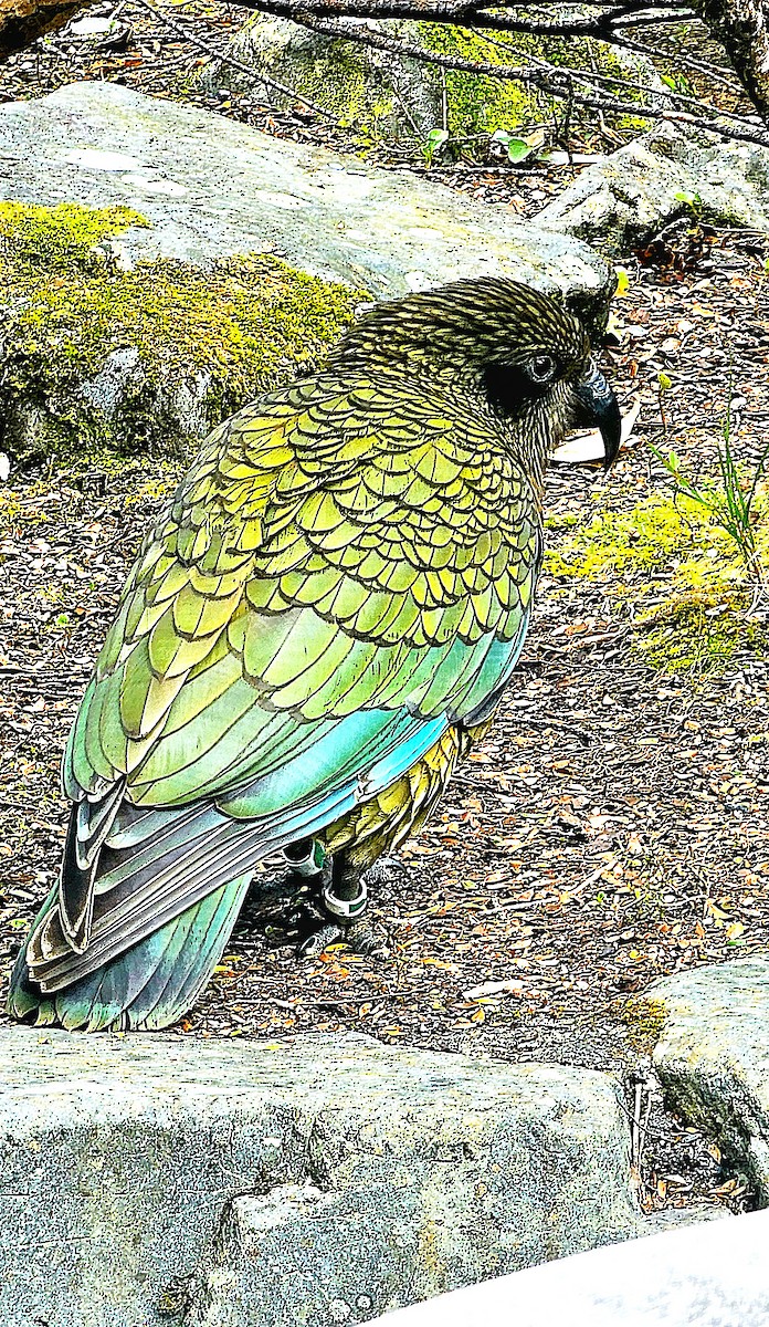 Kea - ML647007538