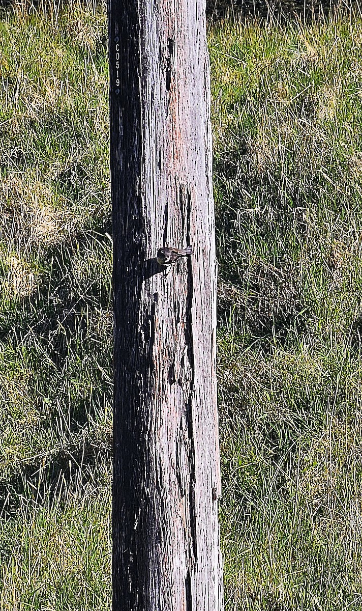 Tomtit (New Zealand) - ML647007545