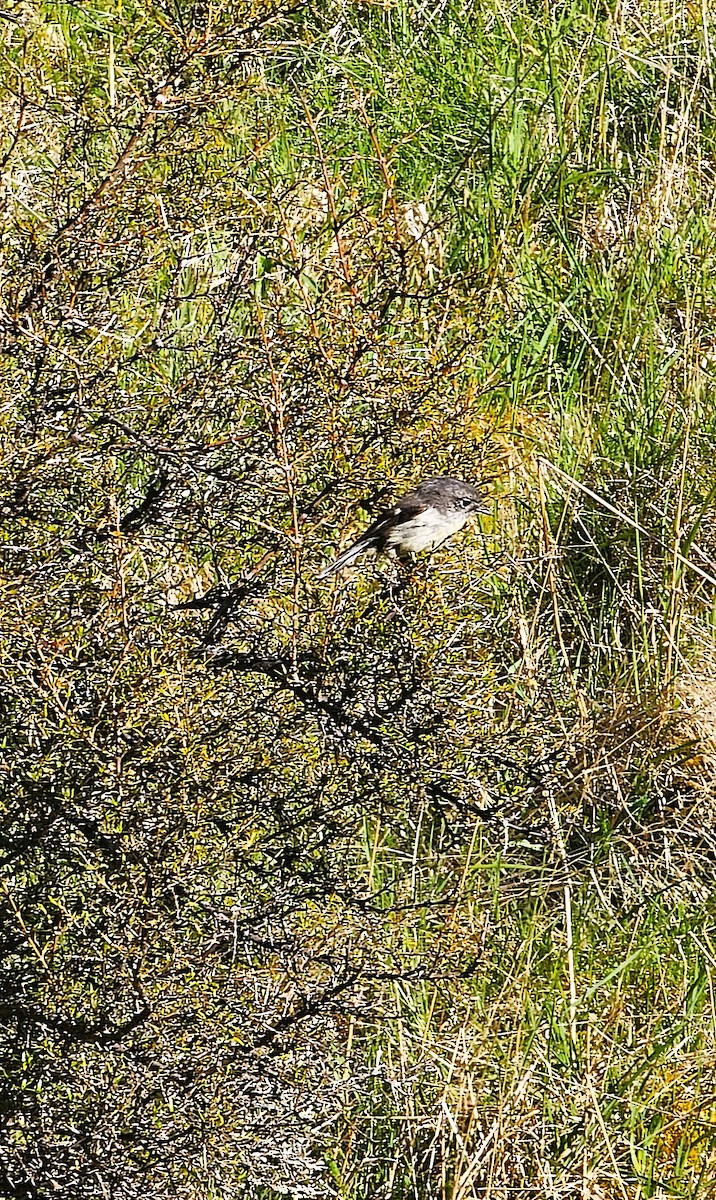 Tomtit (New Zealand) - ML647007546
