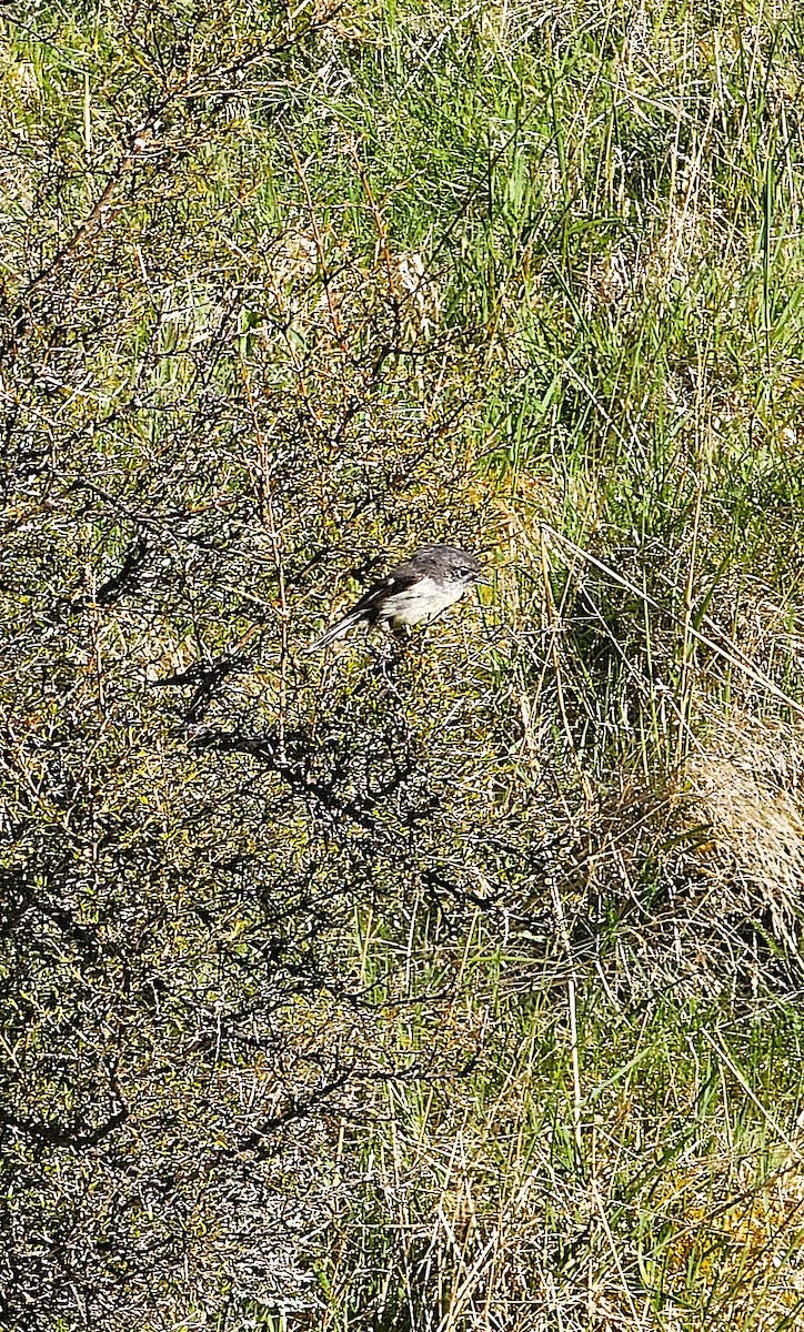 Tomtit (New Zealand) - ML647007547