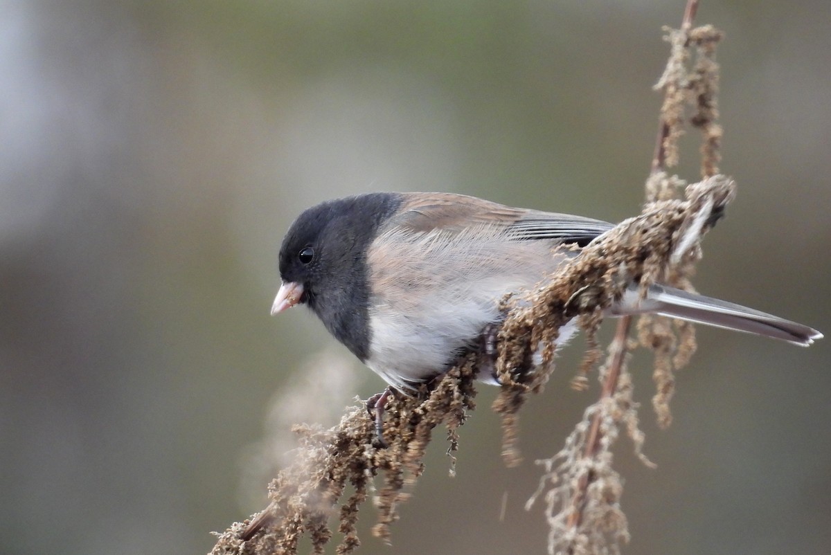 vinterjunko - ML647007549