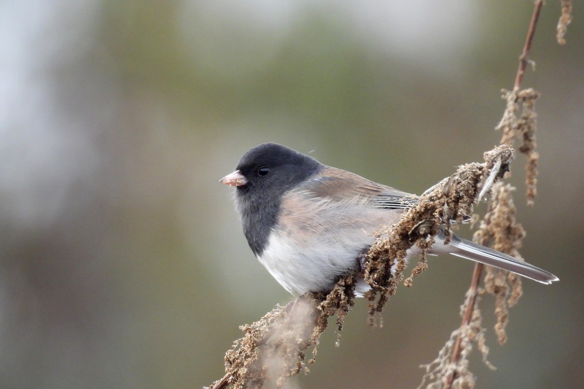 vinterjunko - ML647007551