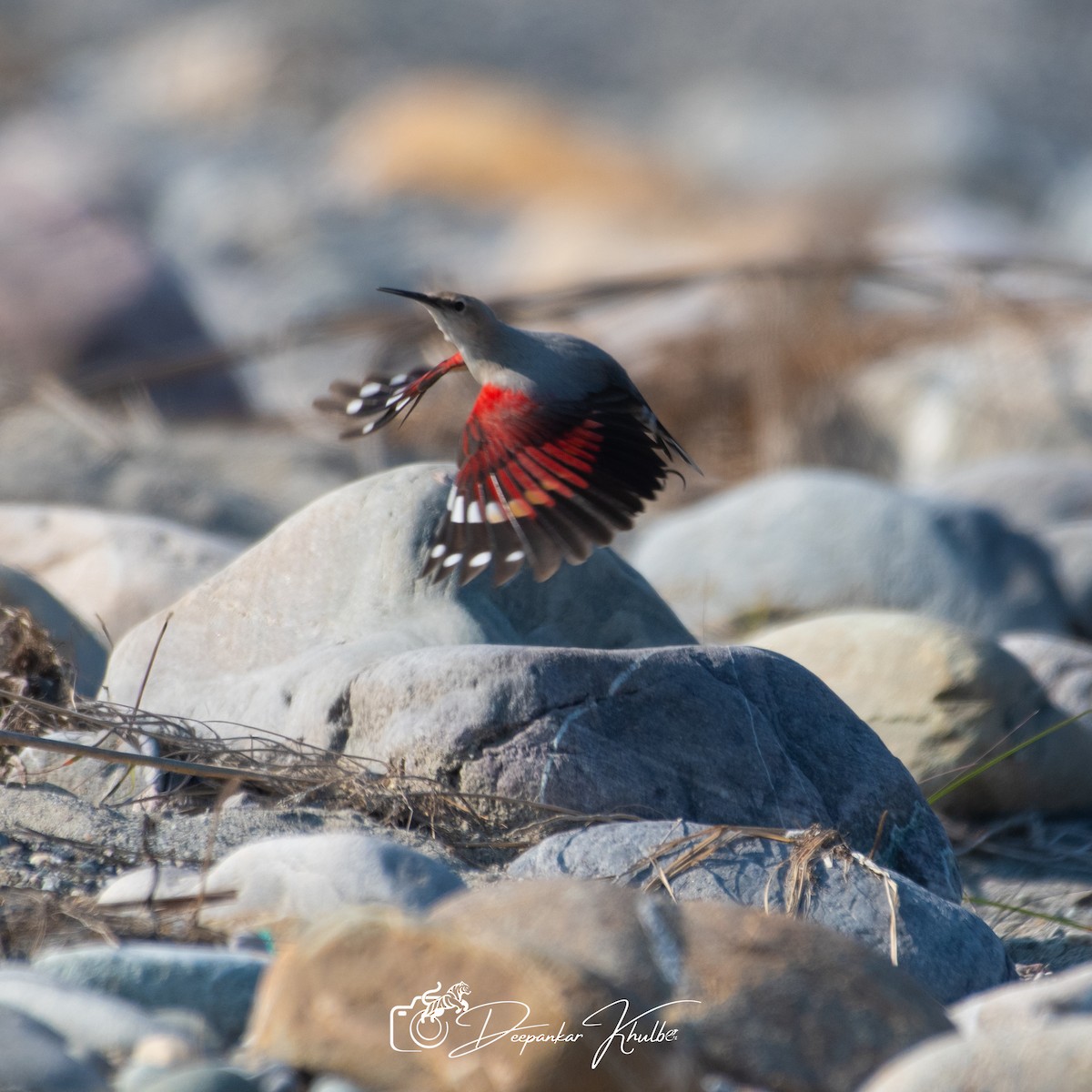 Wallcreeper - ML647007554