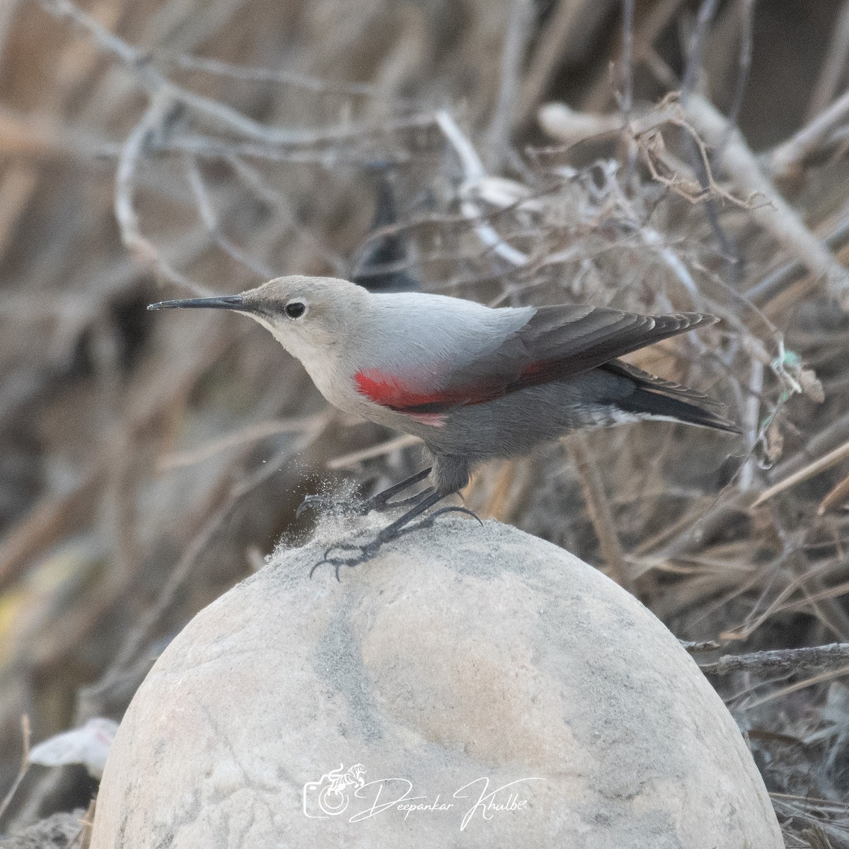 Wallcreeper - ML647007555