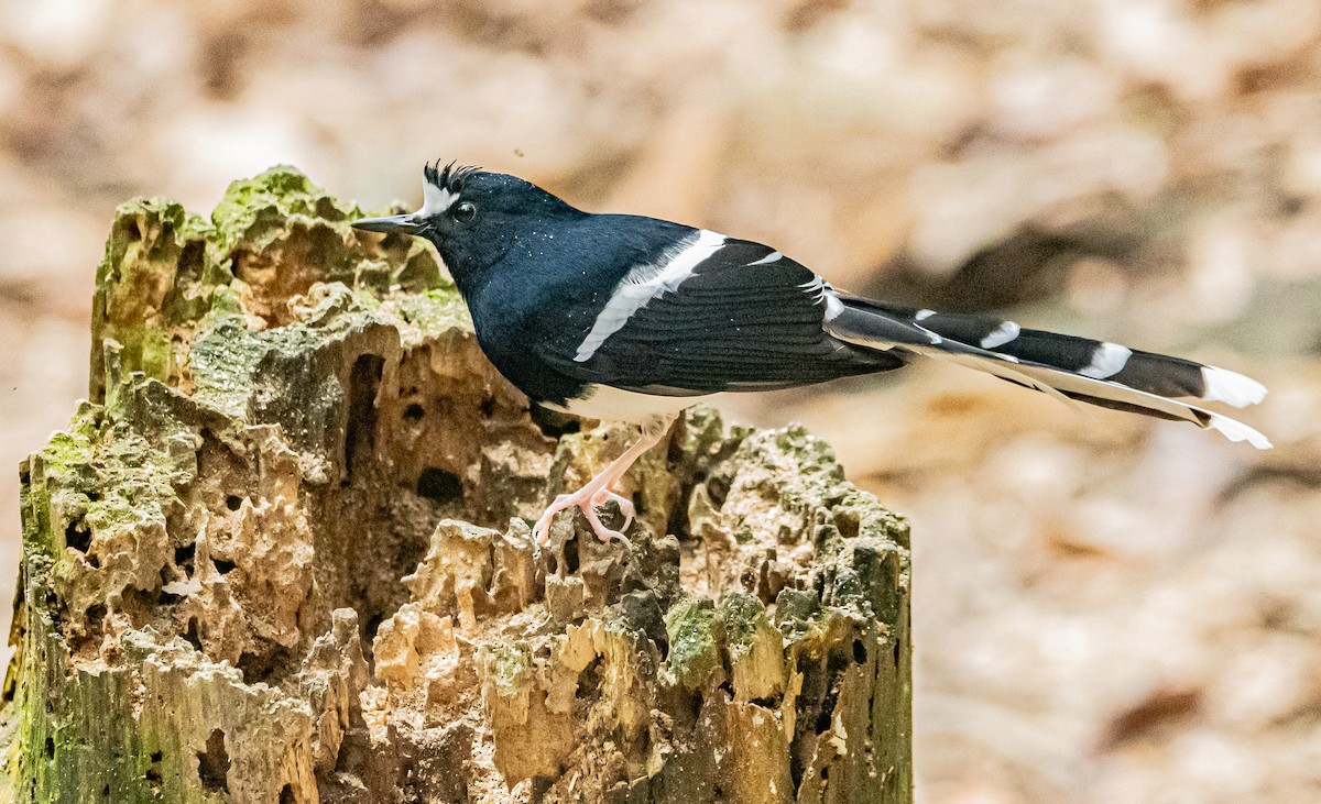 White-crowned Forktail - ML647007566