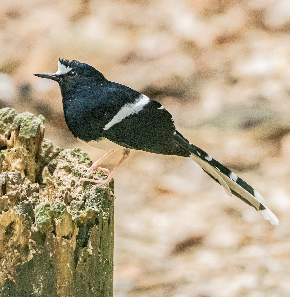 White-crowned Forktail - ML647007567