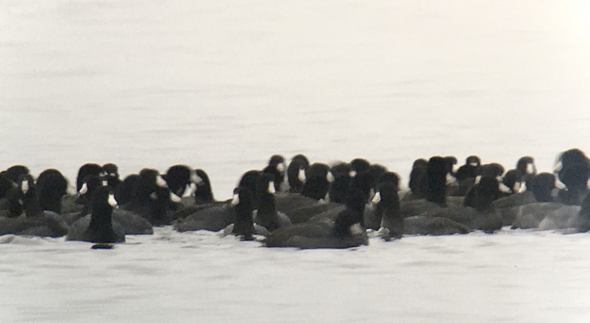 American Coot - ML647007570