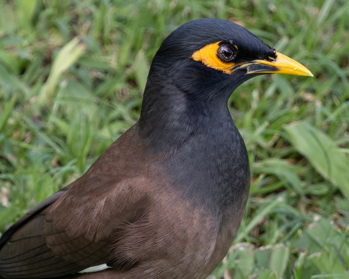 家八哥 - ML647007577