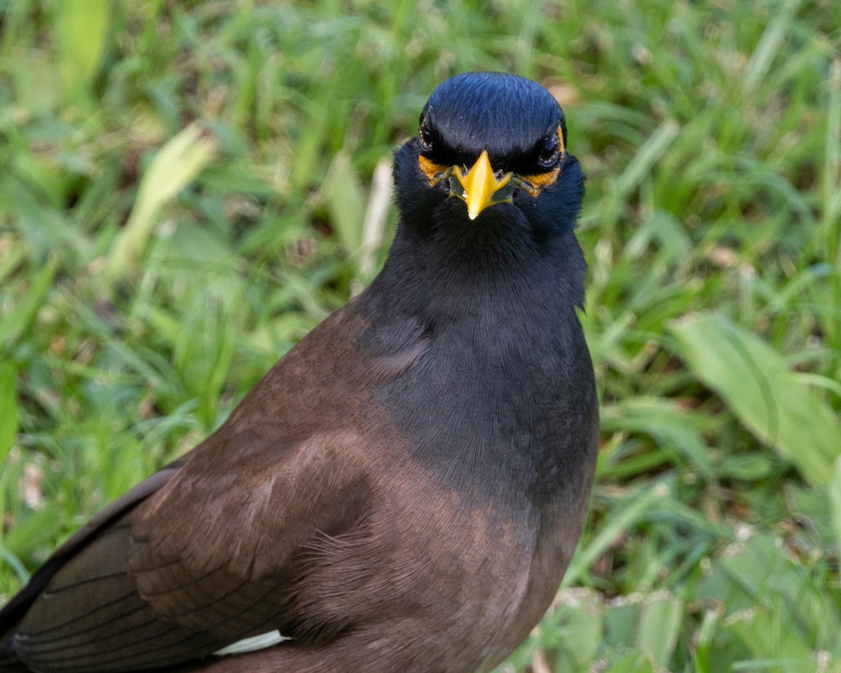 家八哥 - ML647007578