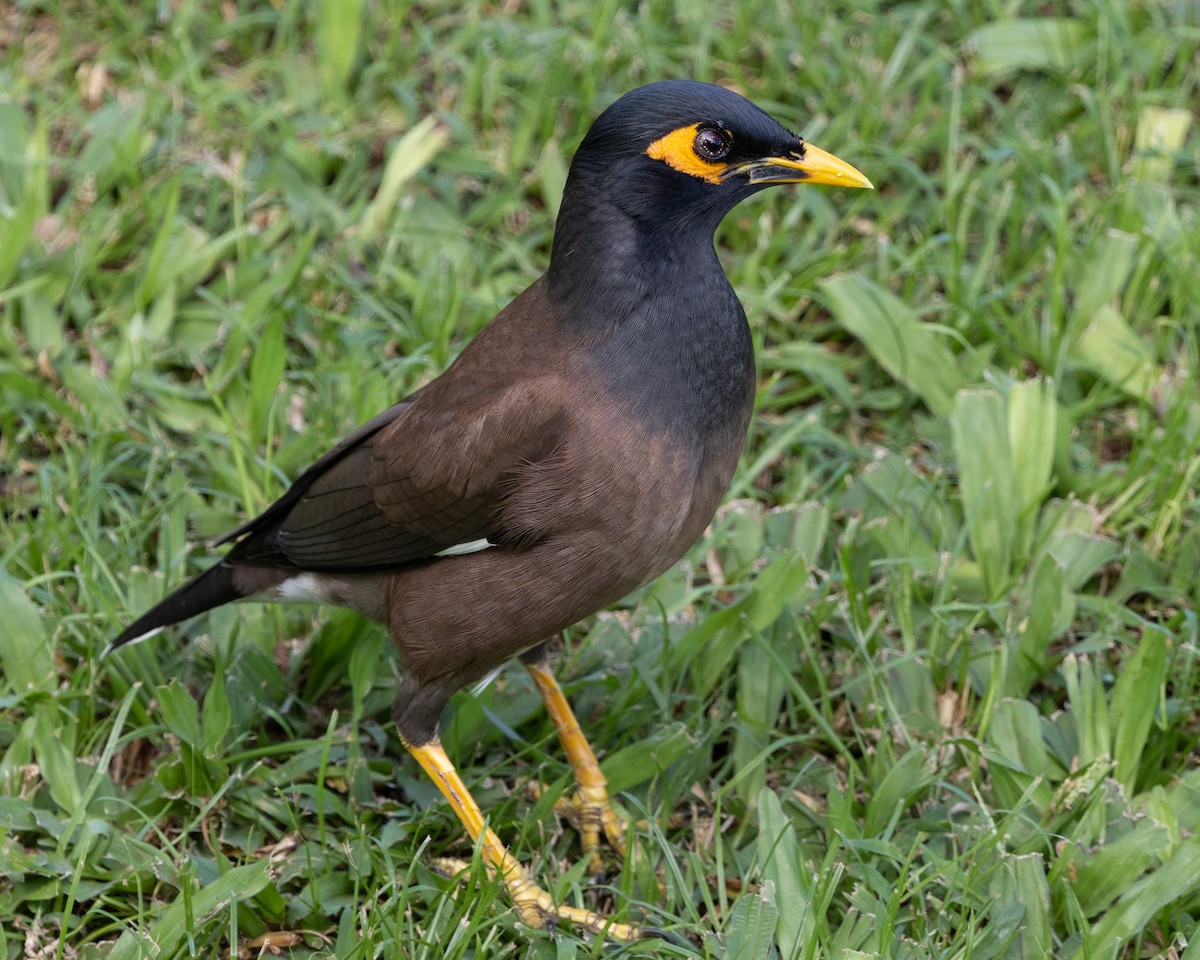 家八哥 - ML647007579