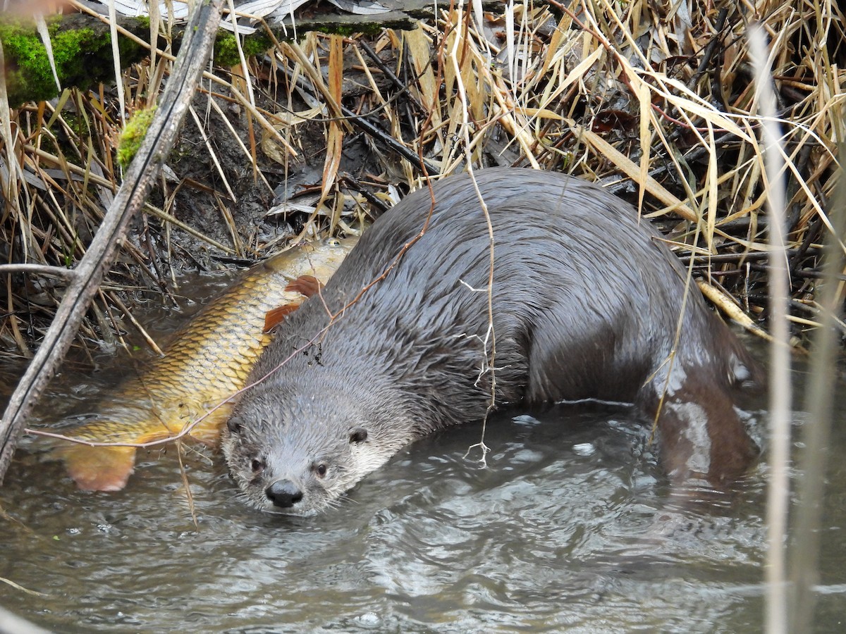 Animals - ML647007580