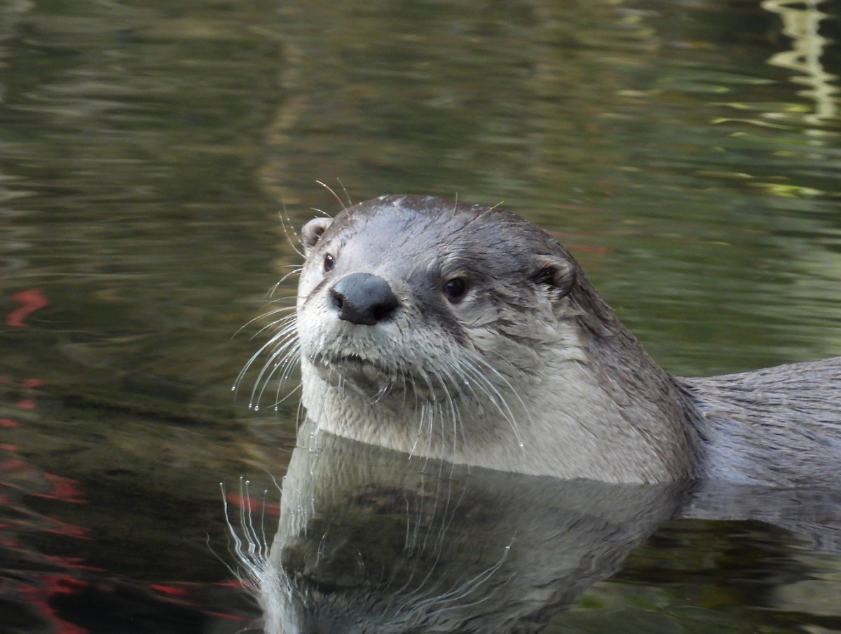 Animals - ML647007581