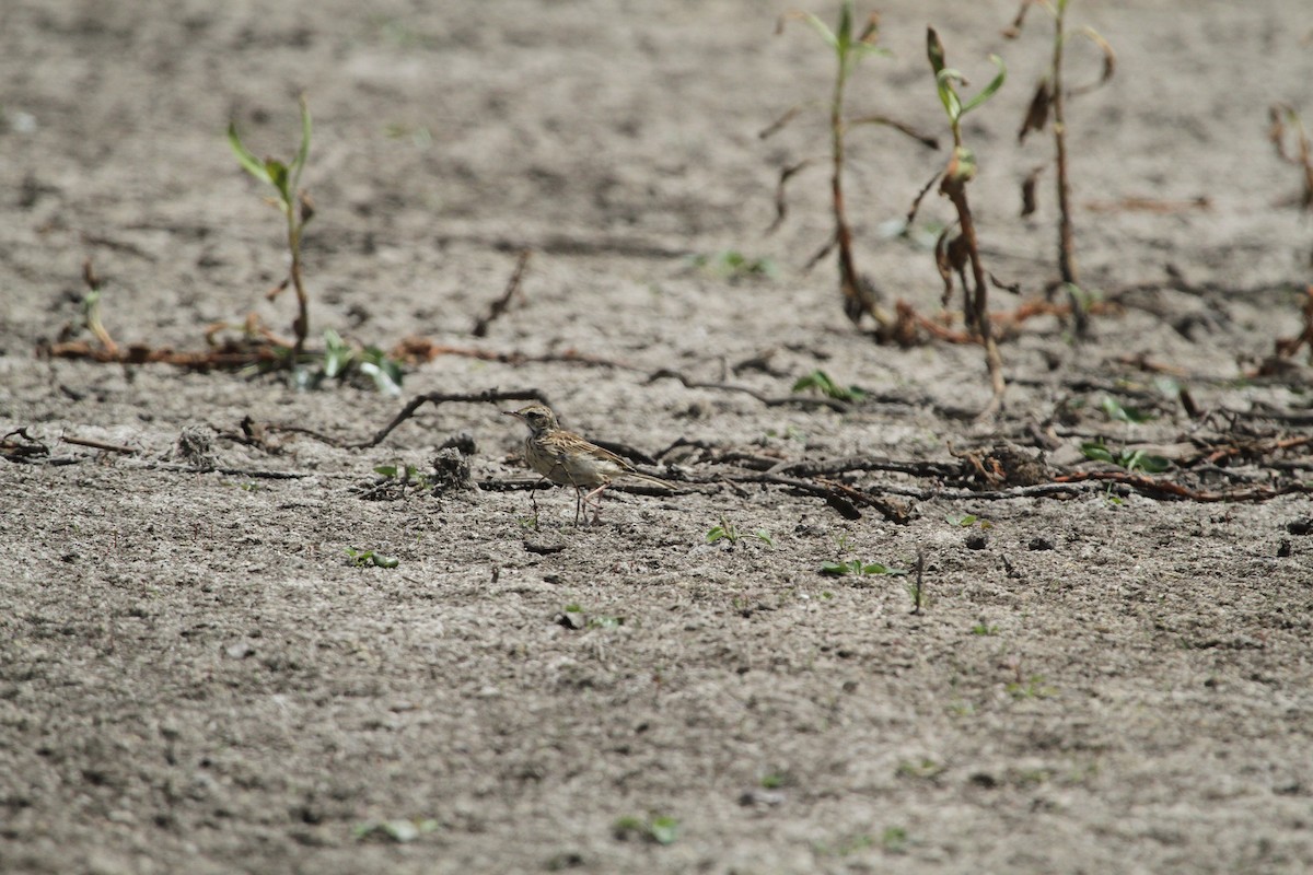 Australian Pipit - ML647007592