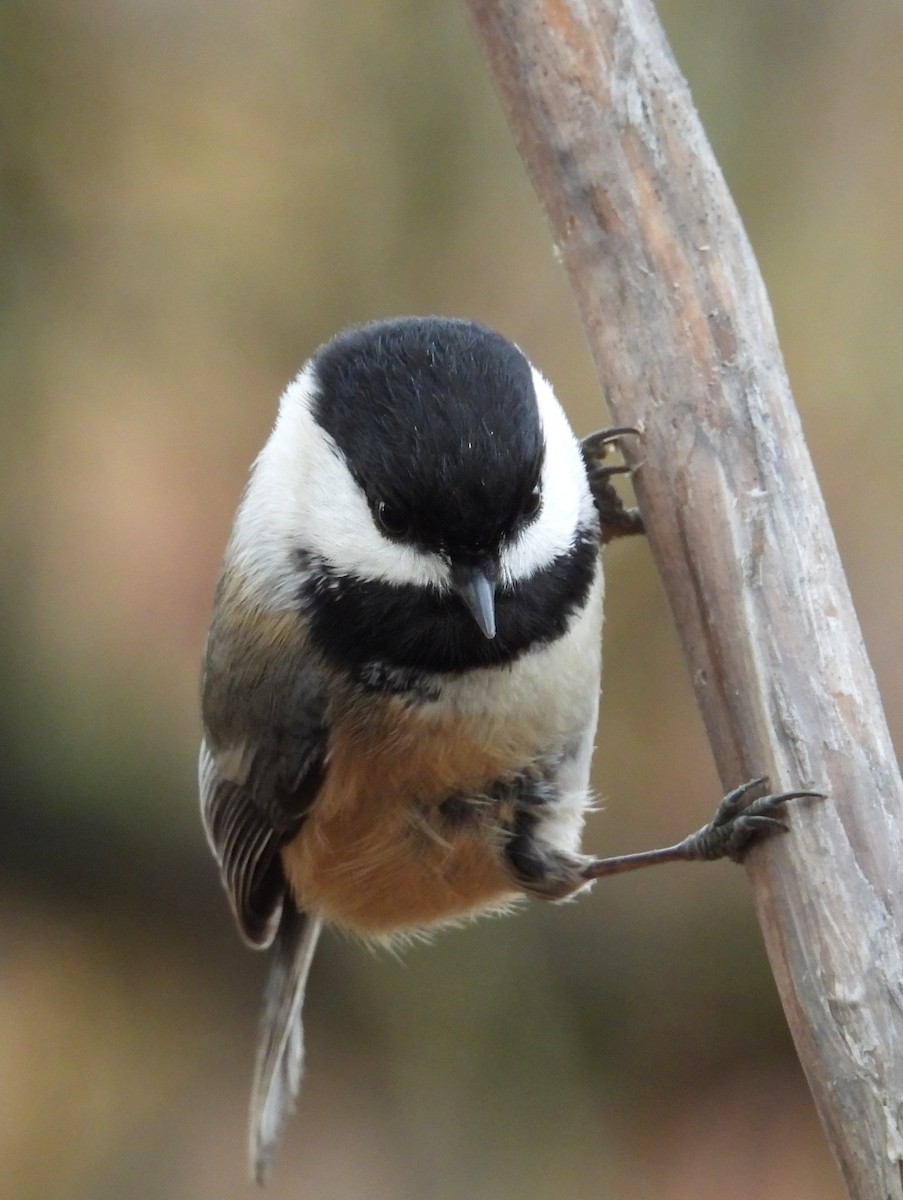 amerikameis - ML647007593