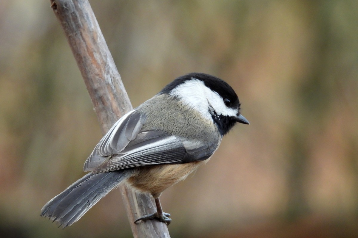 amerikameis - ML647007594