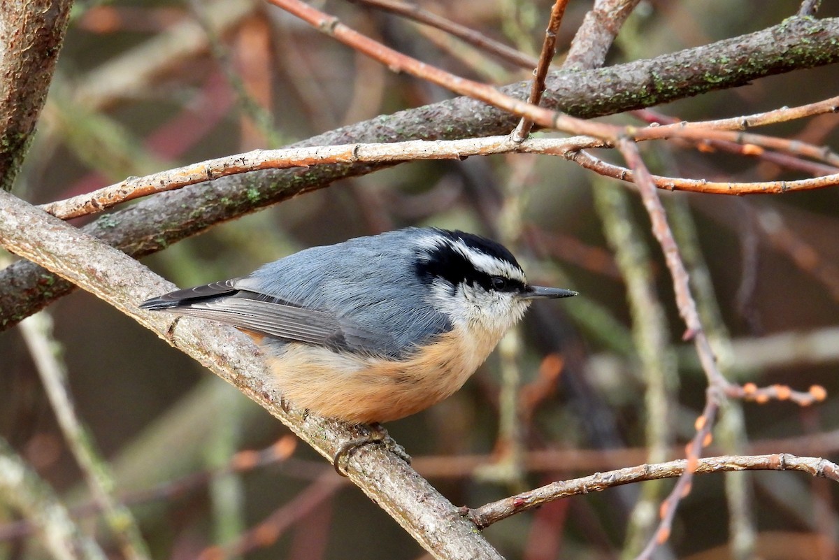 rustspettmeis - ML647007599