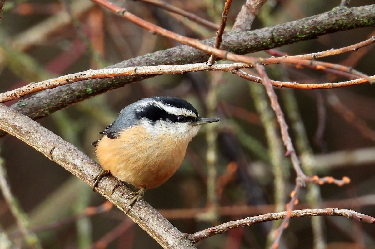 rustspettmeis - ML647007602