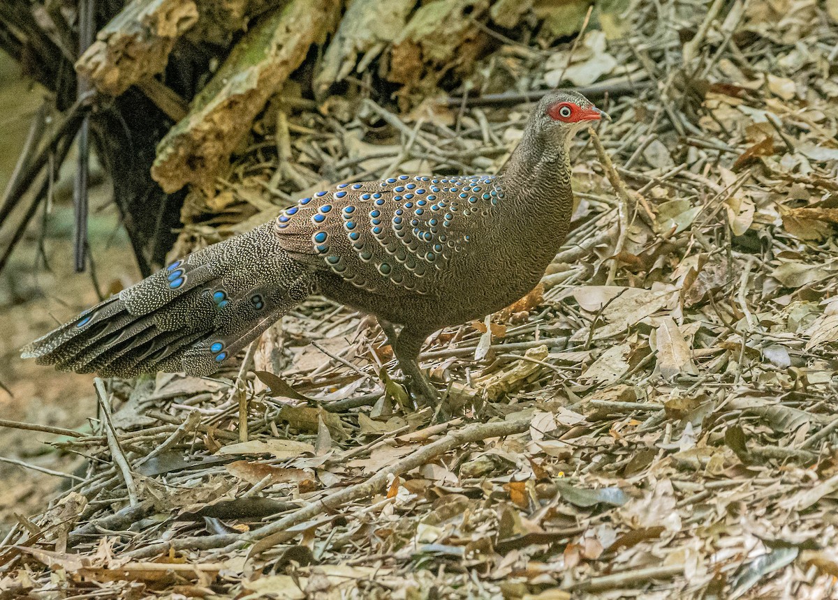 Hainan Peacock-Pheasant - ML647007612
