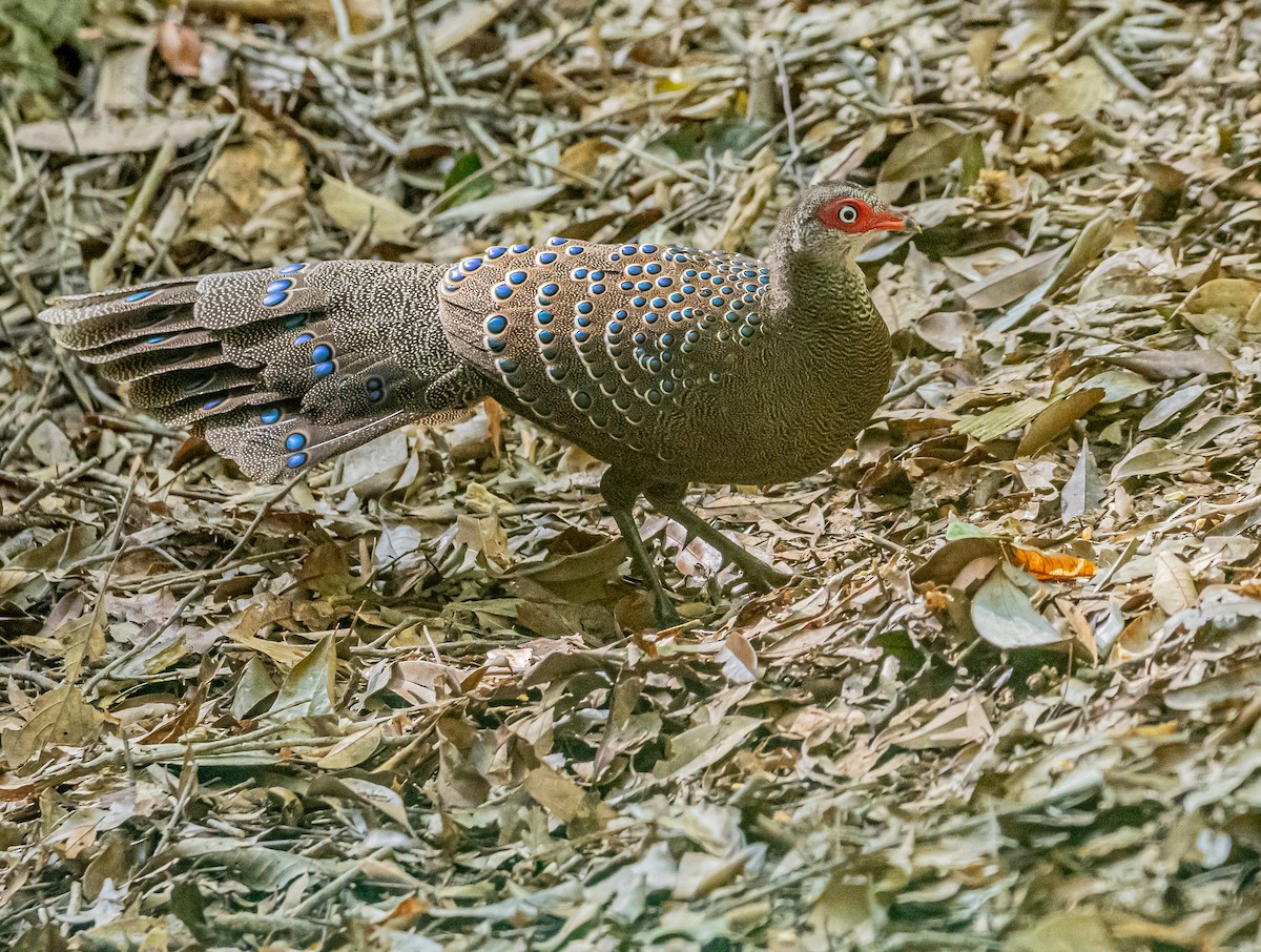 Hainan Peacock-Pheasant - ML647007614