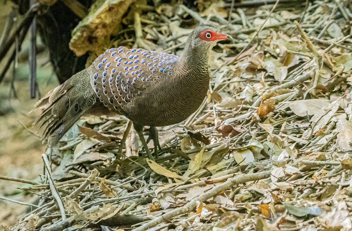 Hainan Peacock-Pheasant - ML647007615
