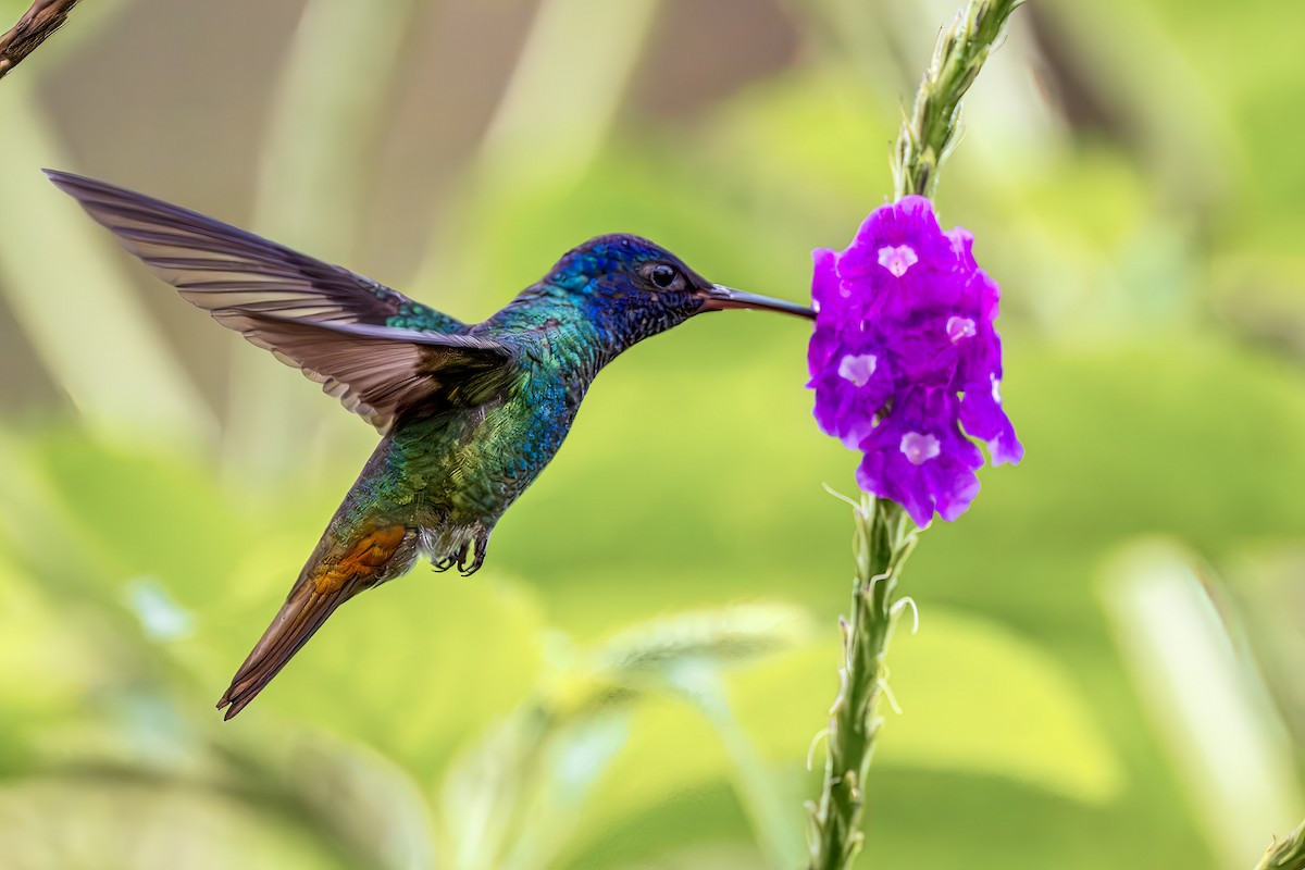 Golden-tailed Sapphire - ML647007616