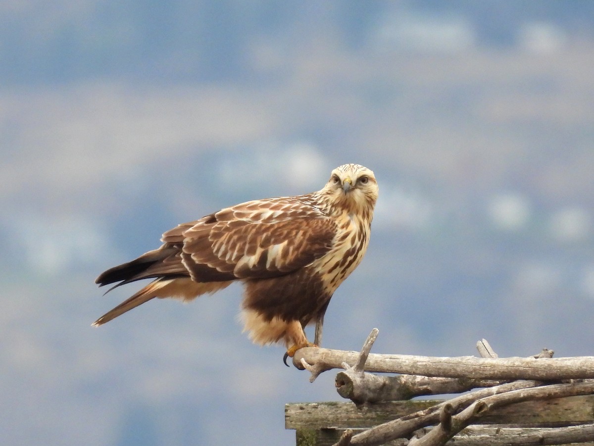 fjellvåk - ML647007619