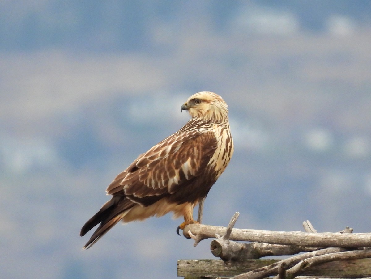 fjellvåk - ML647007620