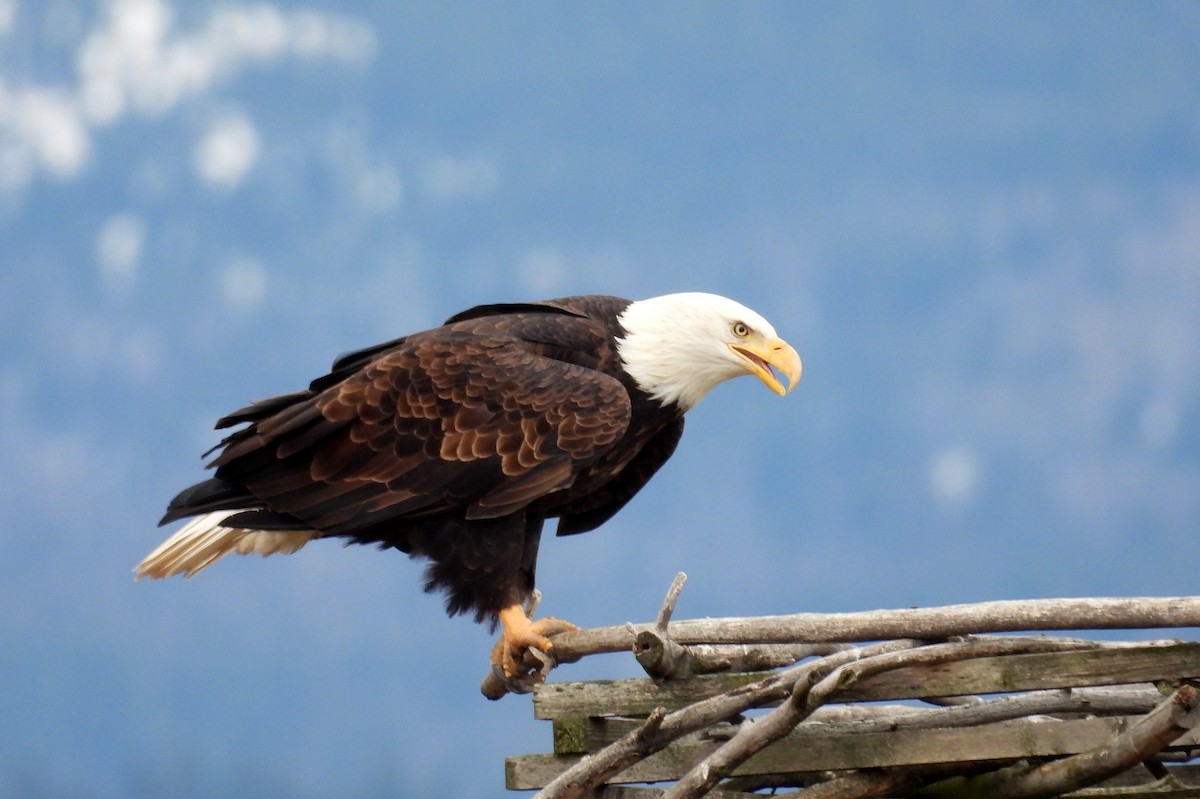 hvithodehavørn - ML647007621