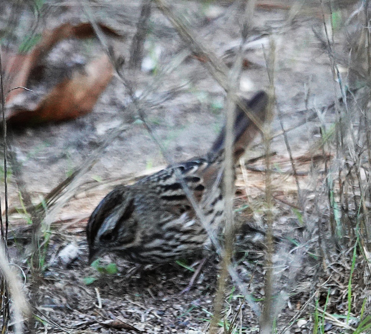 Song Sparrow - ML647007626