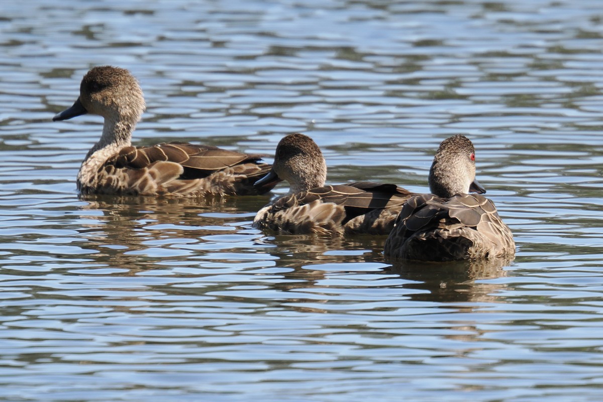 Gray Teal - ML647007629