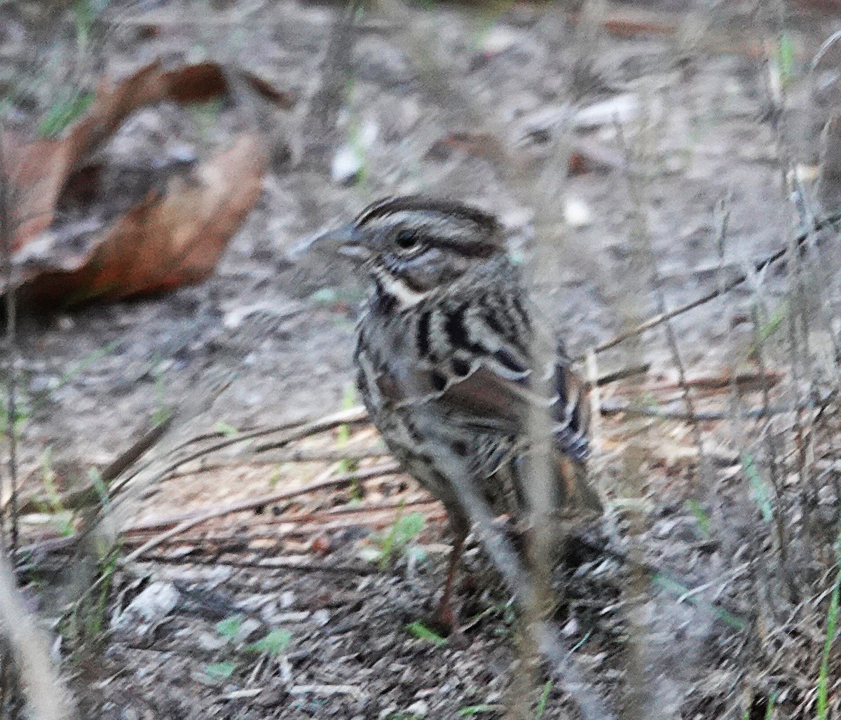 Song Sparrow - ML647007634