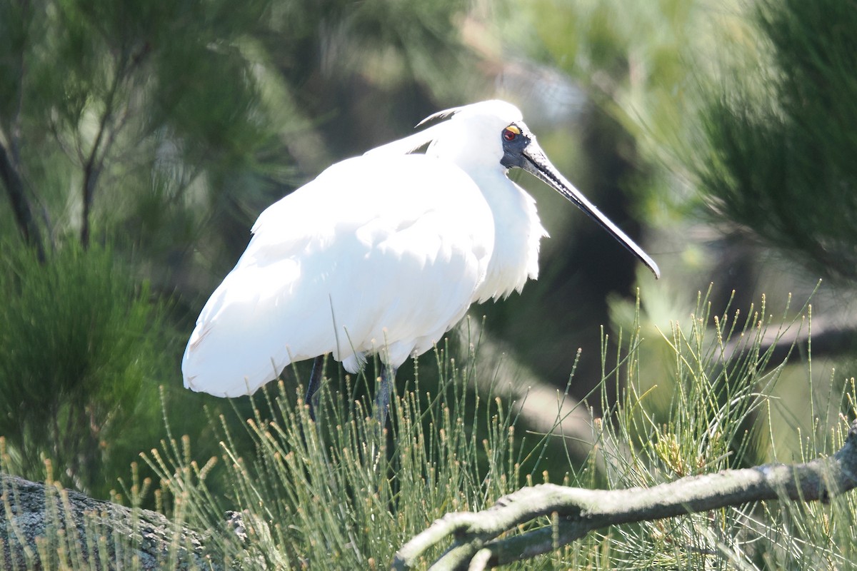 Косар королівський - ML647007638