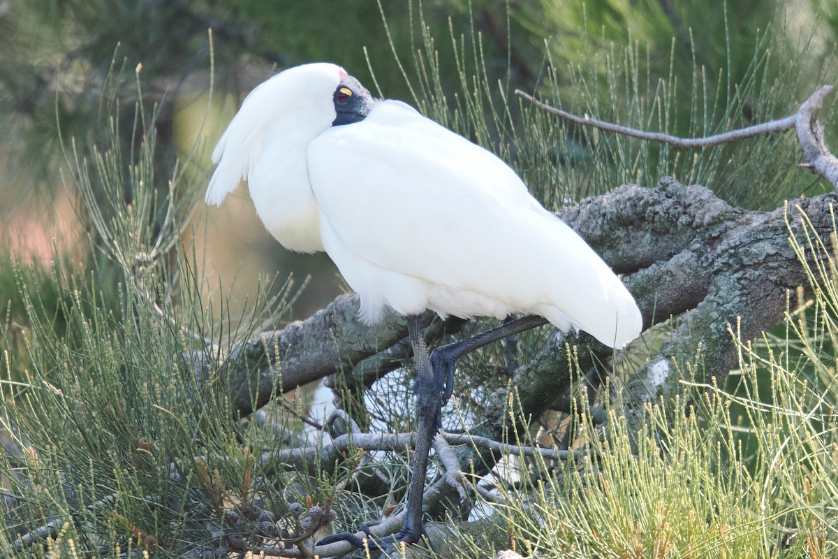 Косар королівський - ML647007639