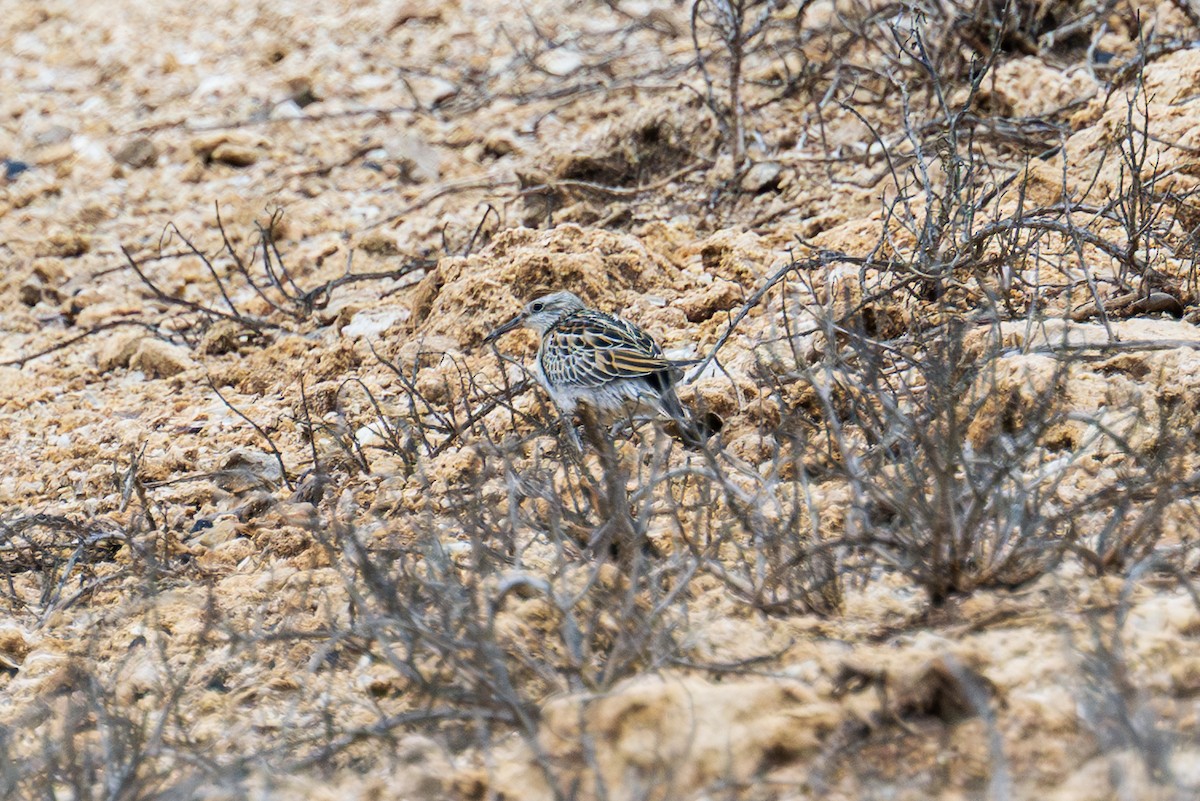 ウズラシギ - ML647007641