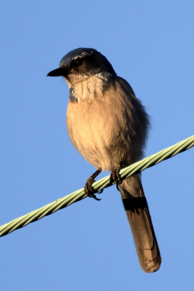 Geai buissonnier - ML647007644