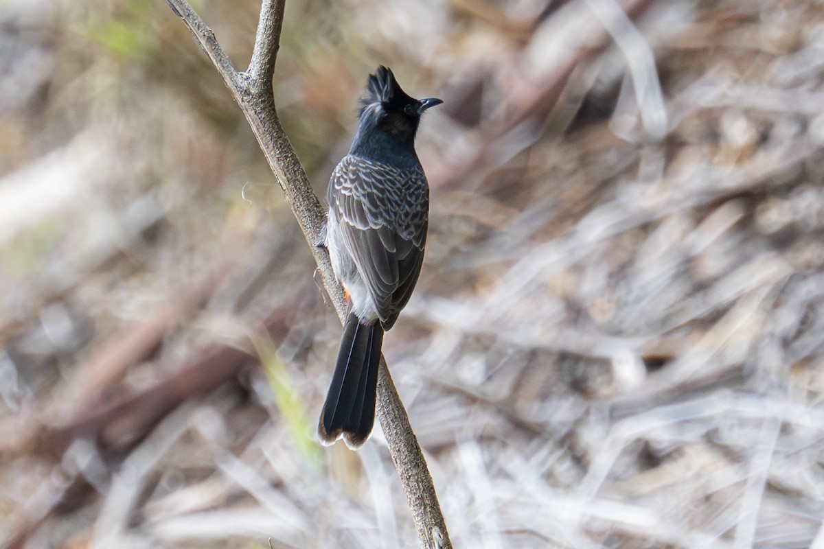 シリアカヒヨドリ - ML647007649