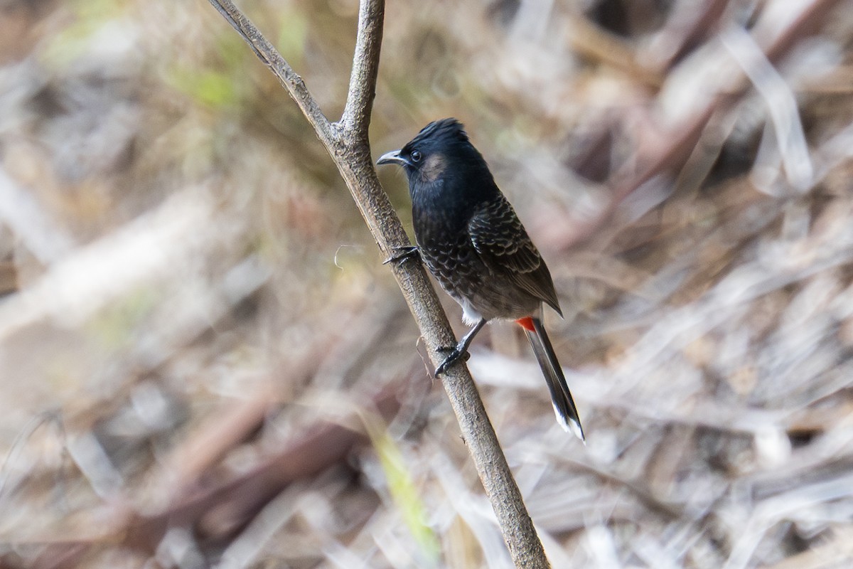 シリアカヒヨドリ - ML647007650