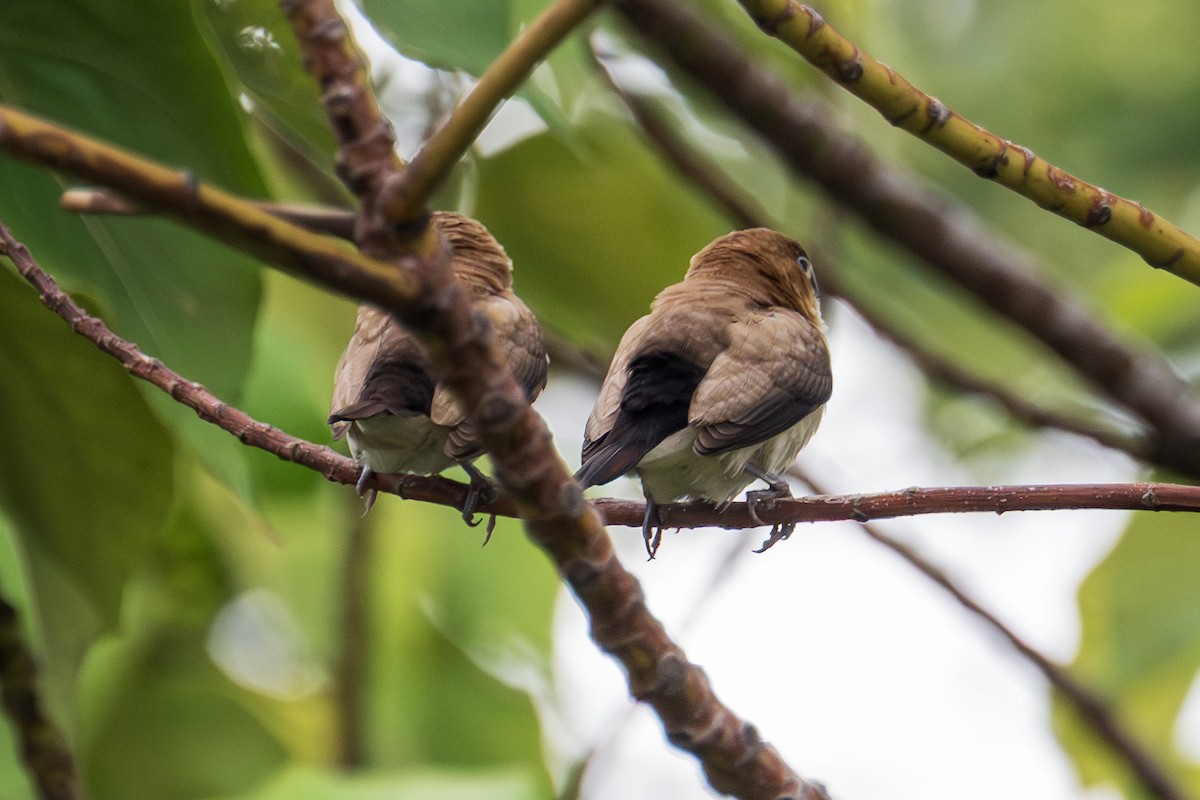 アフリカギンバシ - ML647007653