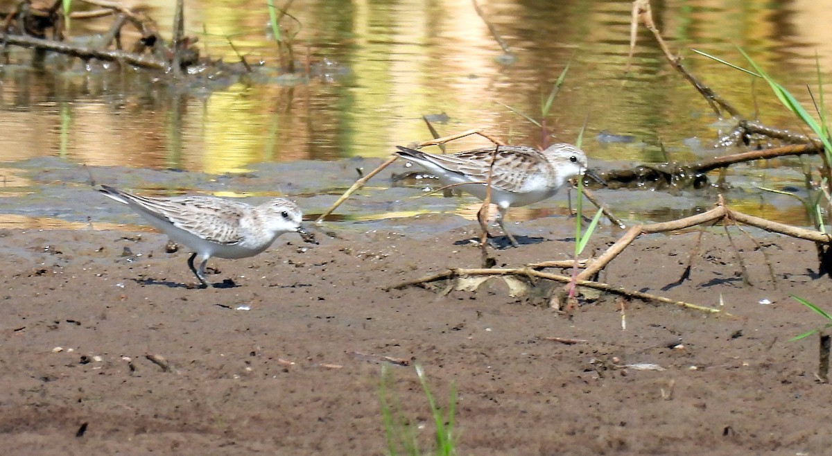 Red-necked Stint - ML647007654